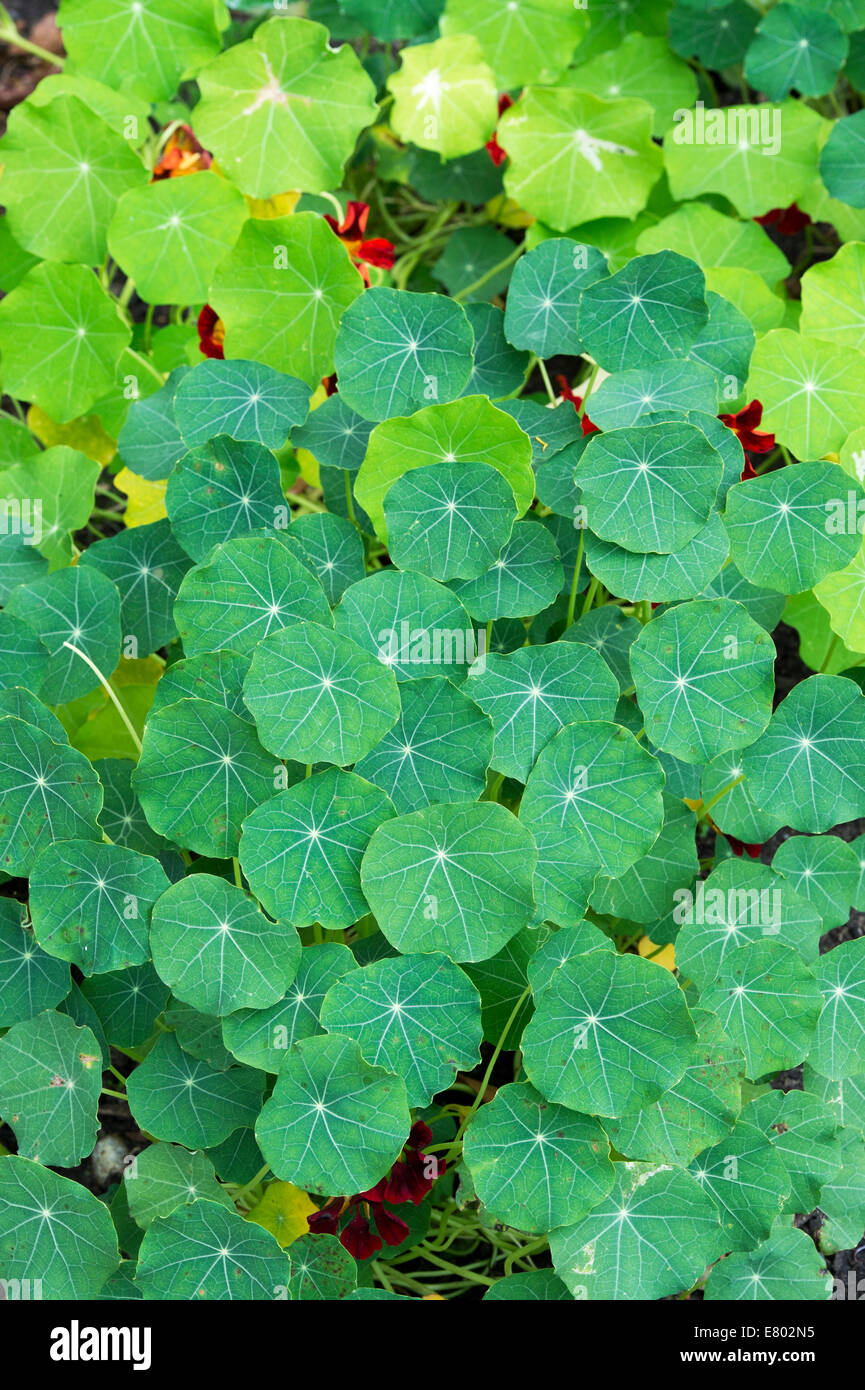 Nasturtium tropaeolum nasturtiums close up hires stock photography and
