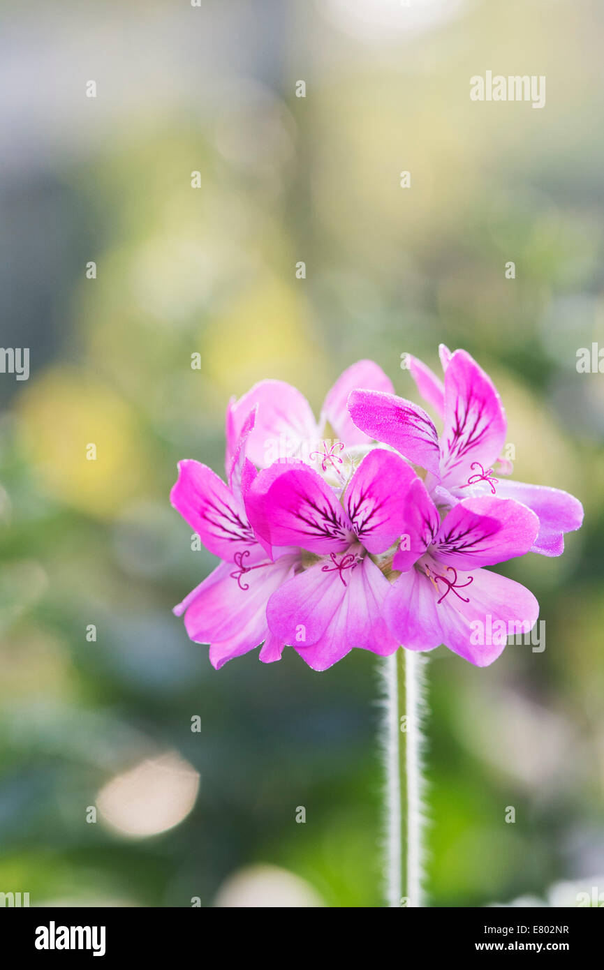 Pelargonium graveolens. Scented leaved Geranium or Old Fashioned Rose