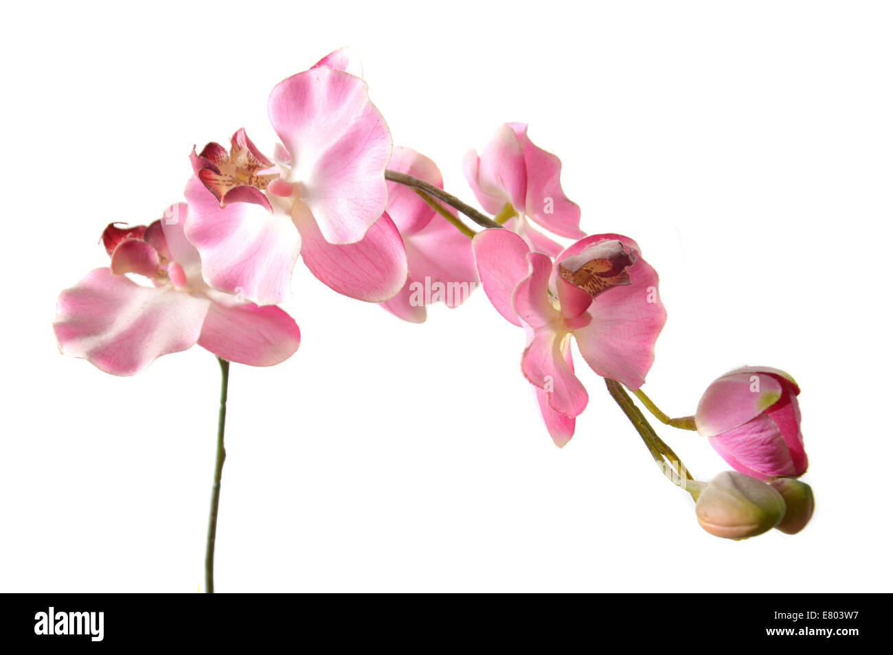 Dendrobium orchid on white background Stock Photo - Alamy