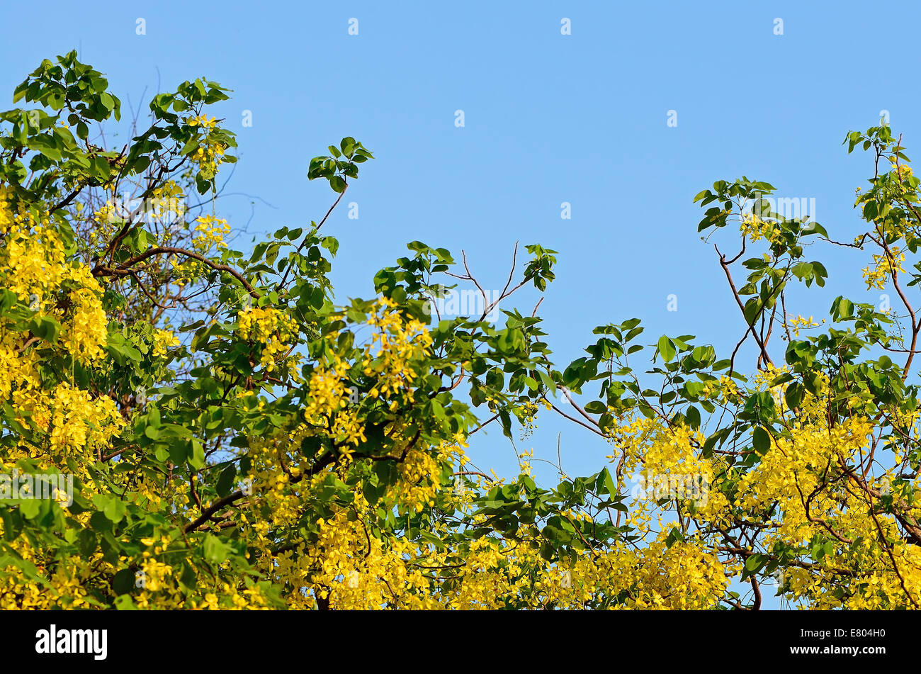 Yellow Flowers of Golden Flower (Cassia fistula), on blue sky in summer season Stock Photo