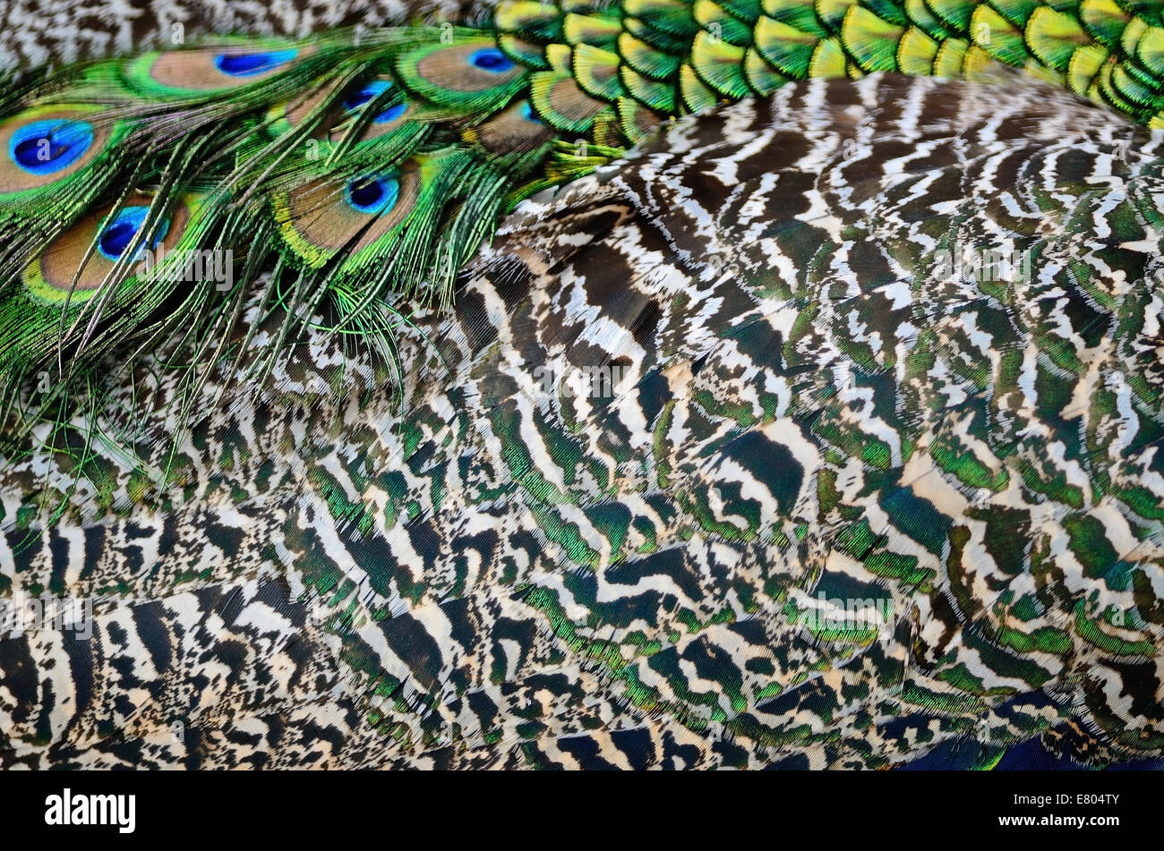Beautiful plumage of male Green Peafowl feathers background Stock Photo