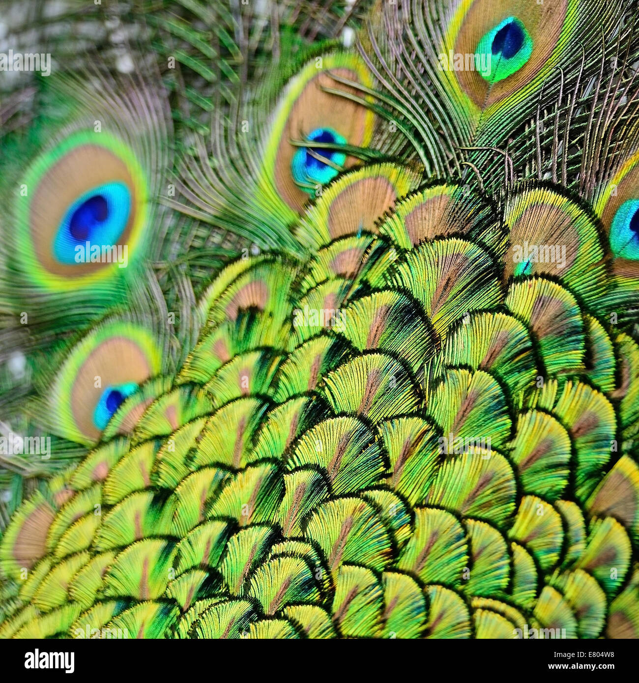 Beautiful plumage of male Green Peafowl feathers background Stock Photo