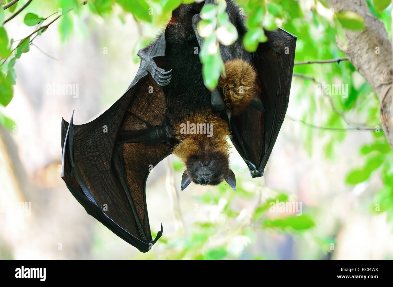Large Bat, Hanging Flying Fox (Pteropus vampyrus), during the sleeping period in nature background Stock Photo