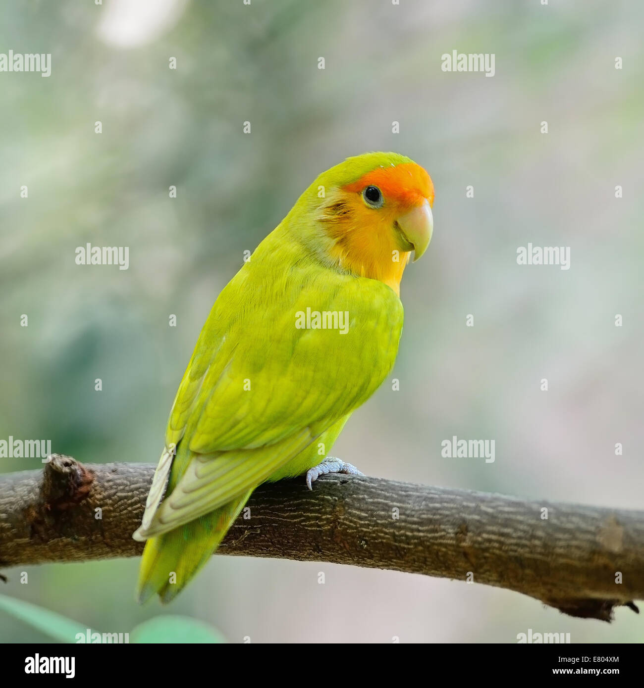 Beautiful bird, Lovebird, standing on the log, back profile Stock Photo