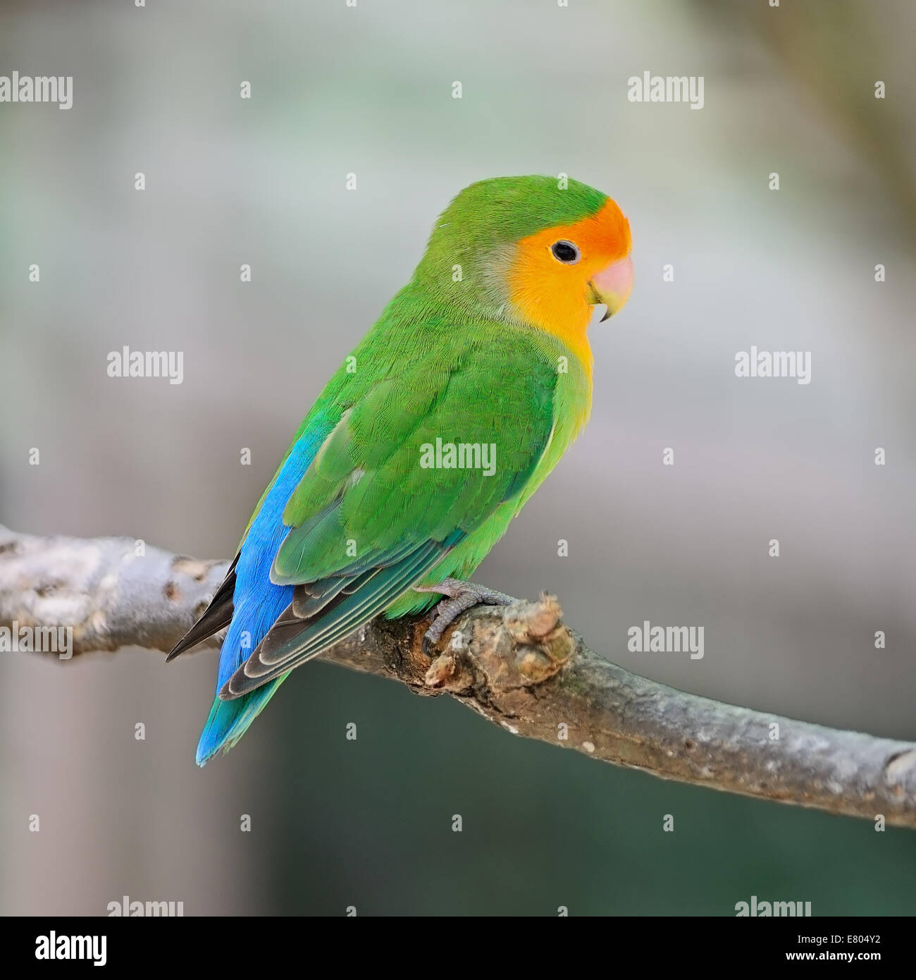 Beautiful bird, Lovebird, standing on the log, back profile Stock Photo