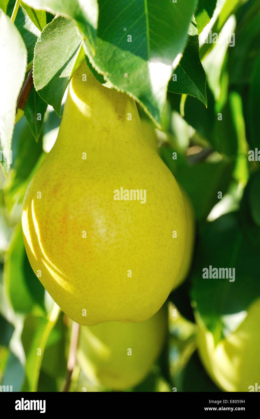 Big ripe fruit on the branch of pear tree Stock Photo