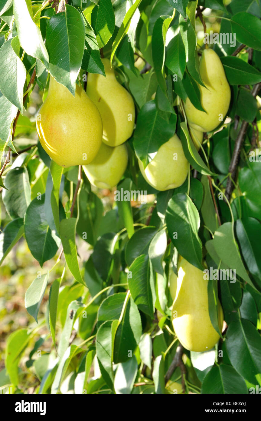 yellow pears on the branch in sunlight Stock Photo