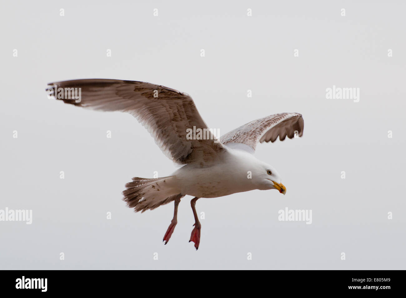 Herring Gull, part of a flock, taking a biscuit from the hand of a man