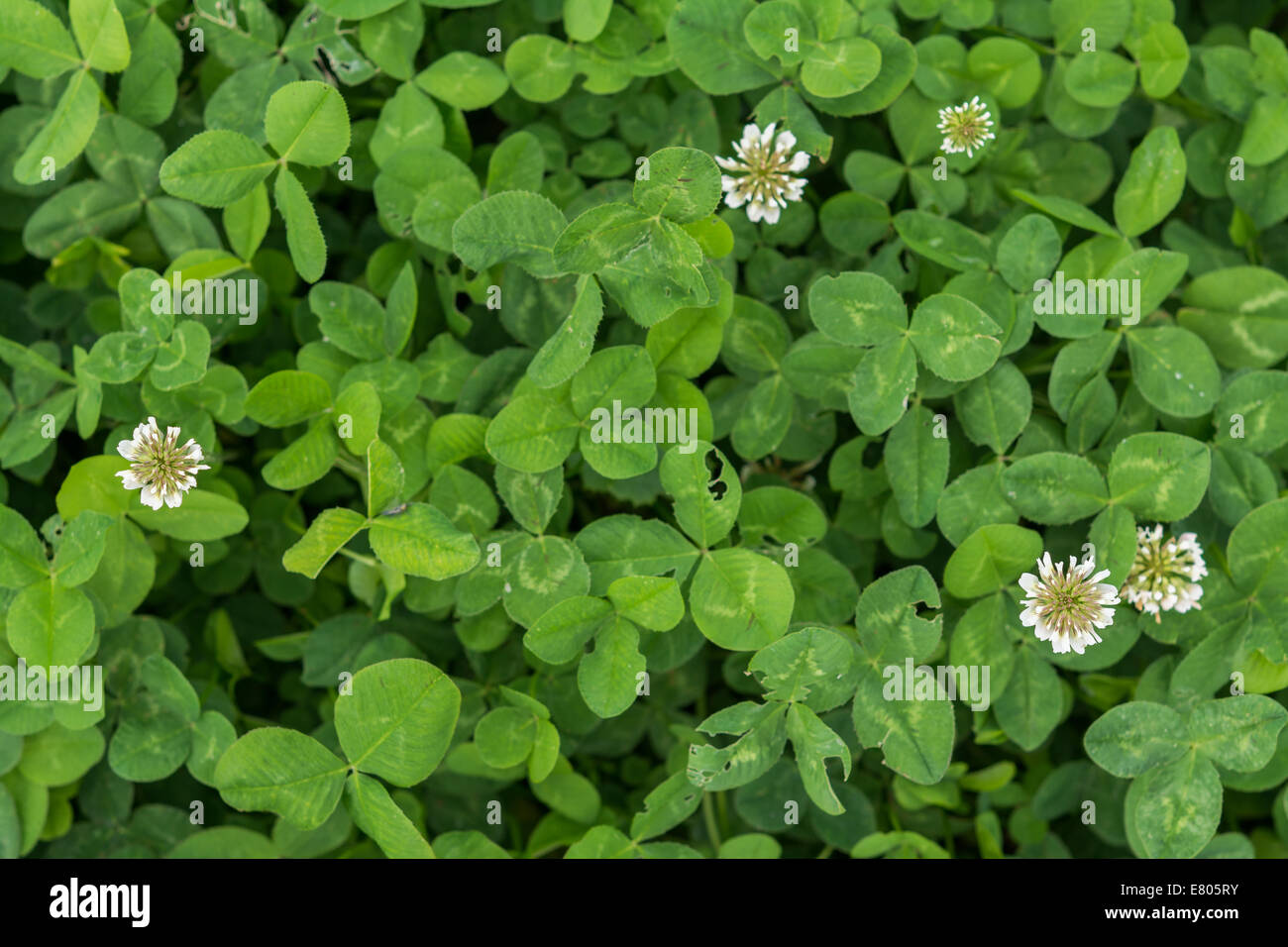 Bush triangle hi-res stock photography and images - Alamy