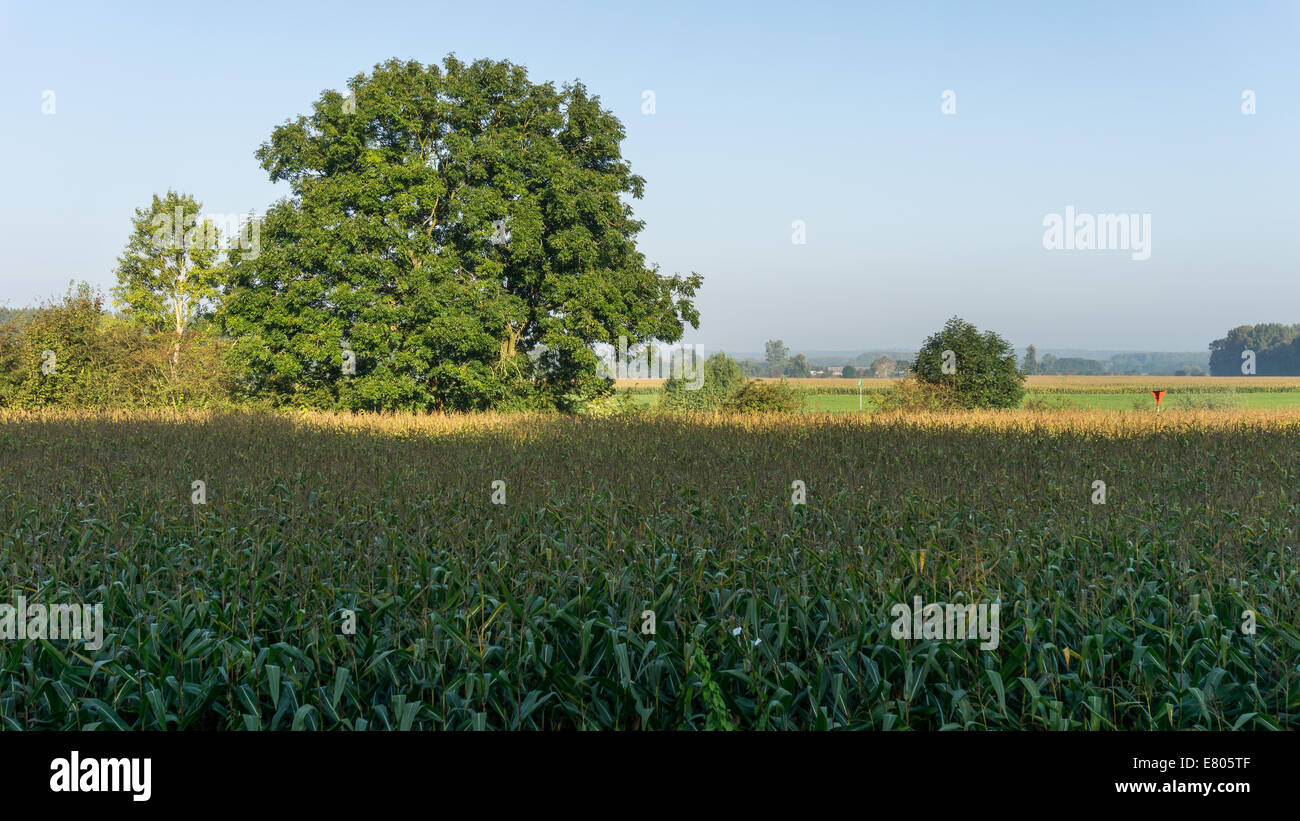 A field of corn in typical dutch countryside Stock Photo
