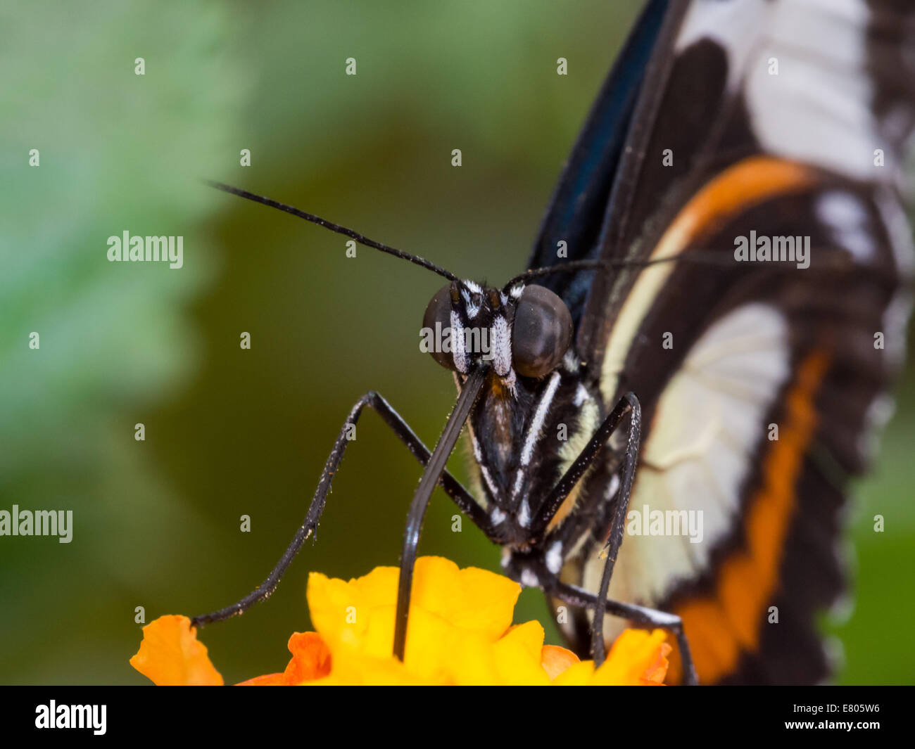 Extreme closeup of a white, black and orange butterfly on a yellow flower Stock Photo