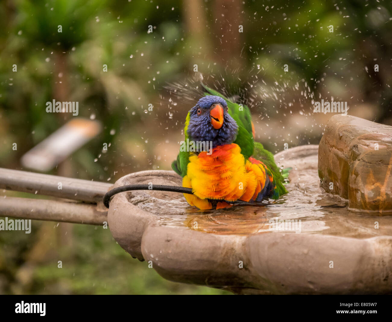 Colorful parrot taking a bath and splashing with water Stock Photo Alamy