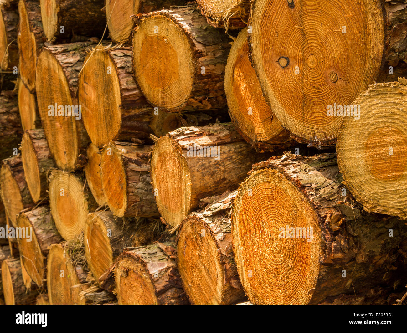 side view of a pile of cut down tree trunks Stock Photo