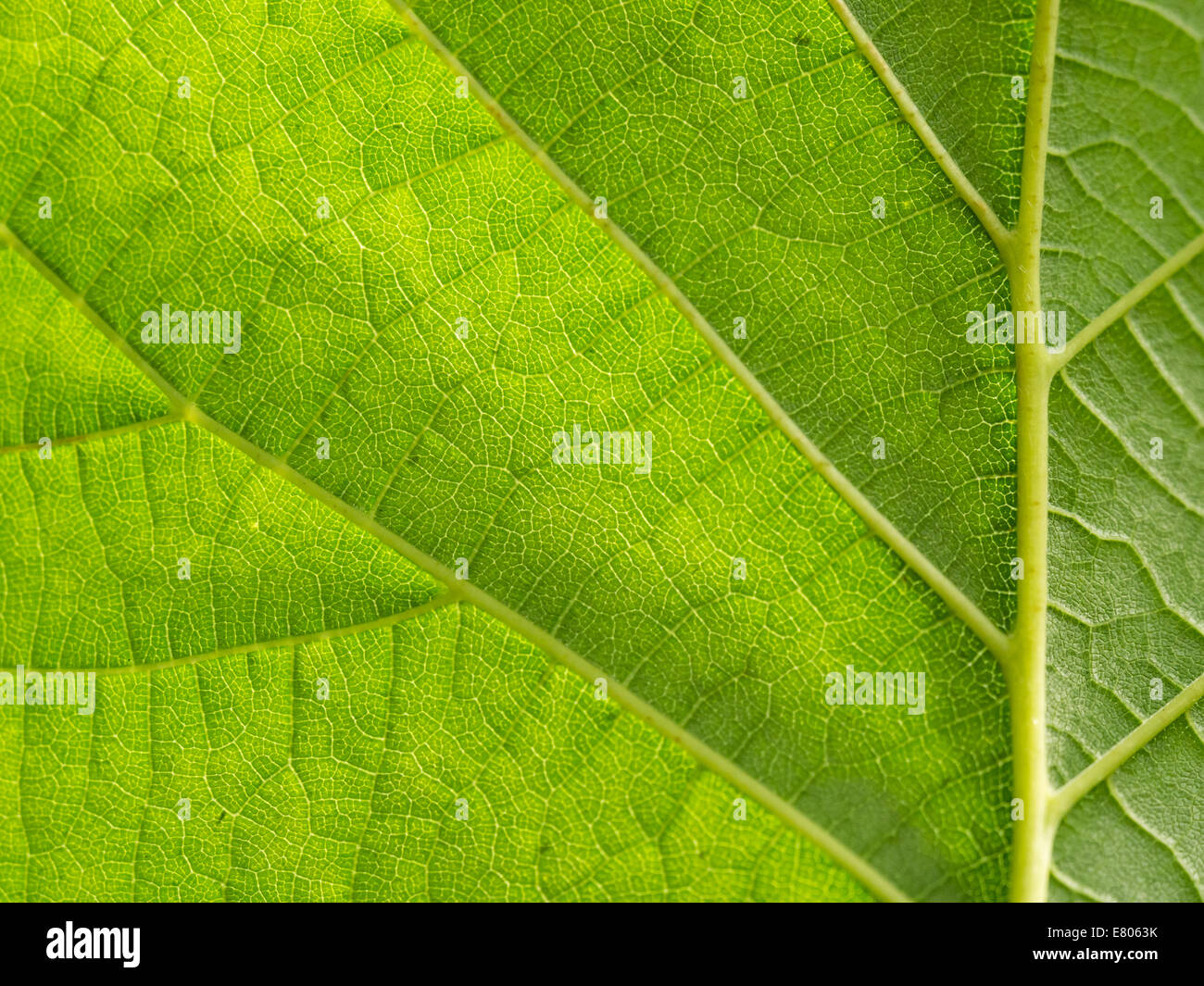 Underside Of A Big Backlit Green Leaf Stock Photo Alamy