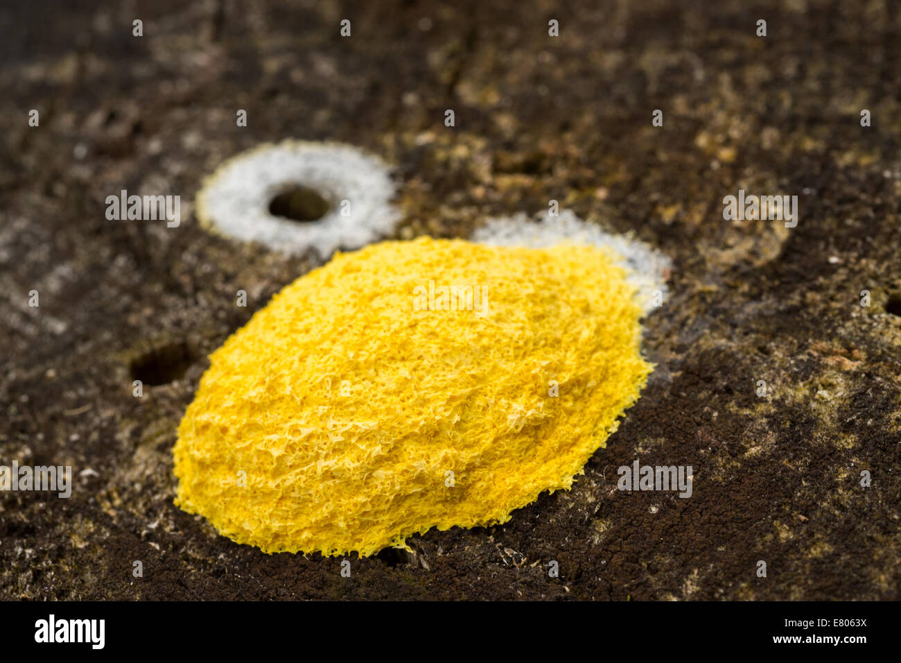 close up of yellow fungus on tree stump Stock Photo