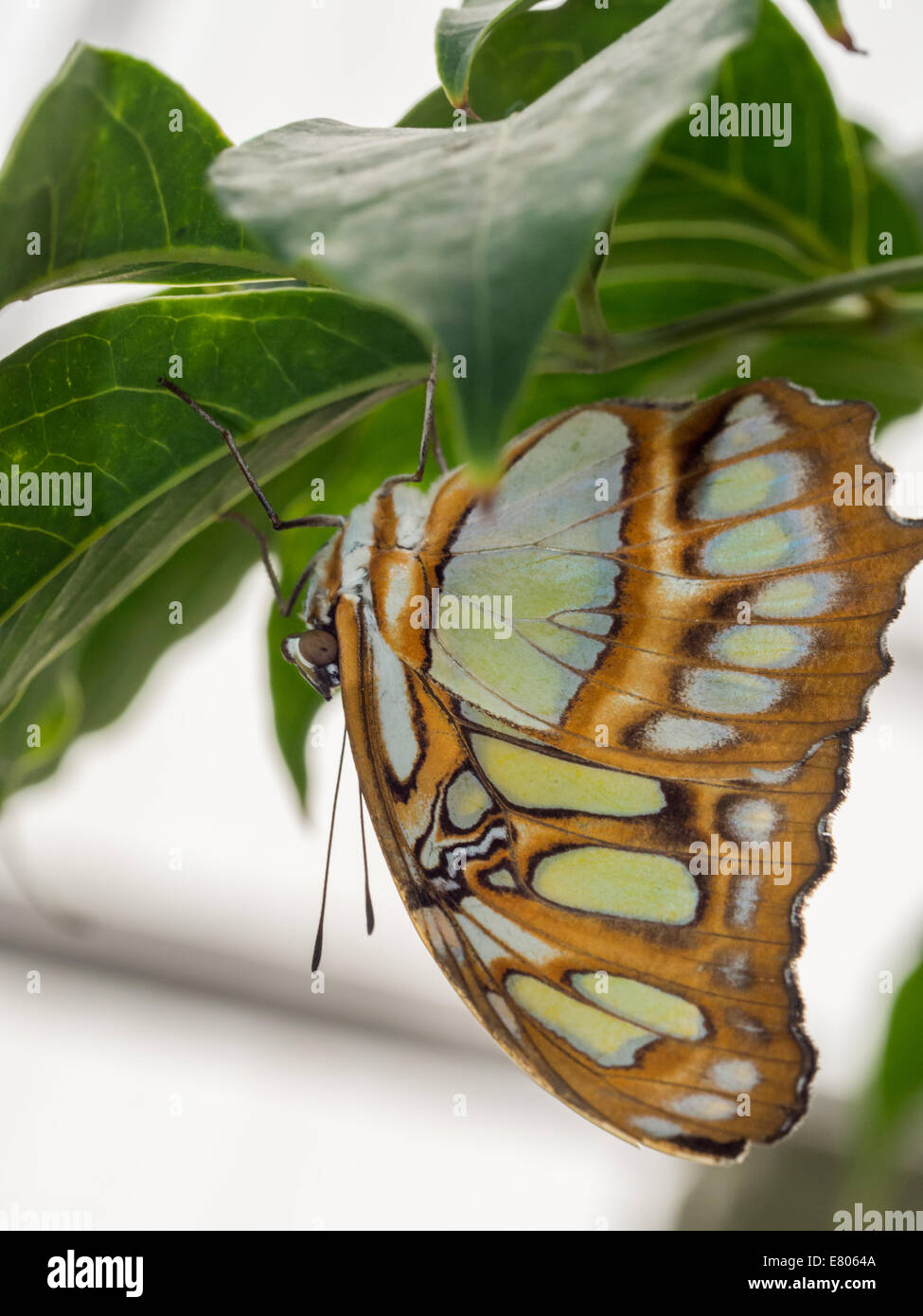Upside down green and brown butterfly resting on a leaf Stock Photo Alamy