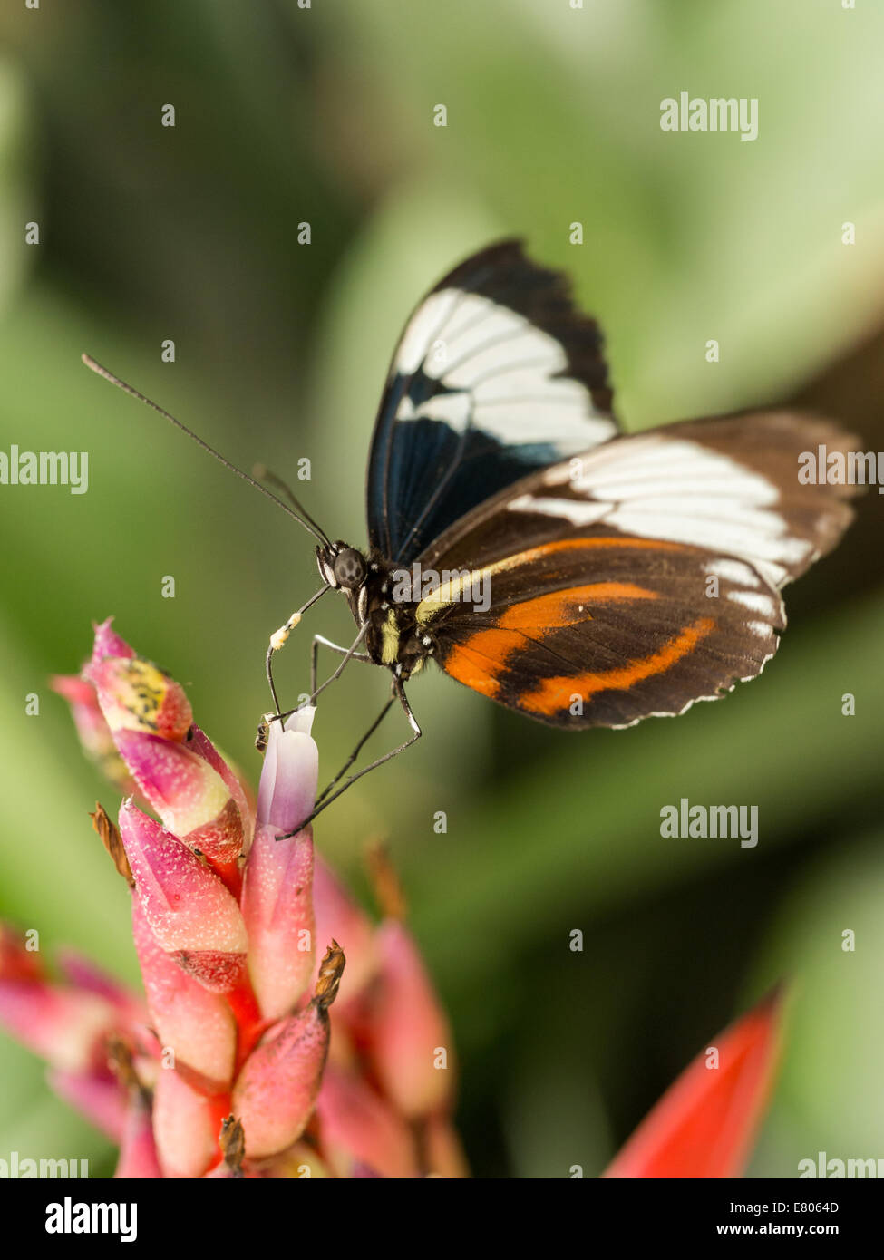 Black butterfly with white and red stripes resting on a pink orchid Stock Photo