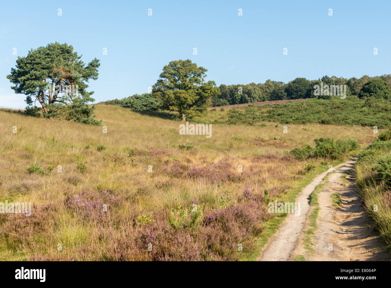 Path Leading Through Hills In Dutch Heathland Stock Photo Alamy Path Leading Through Hills In Dutch Heathland Stock Photo Alamy