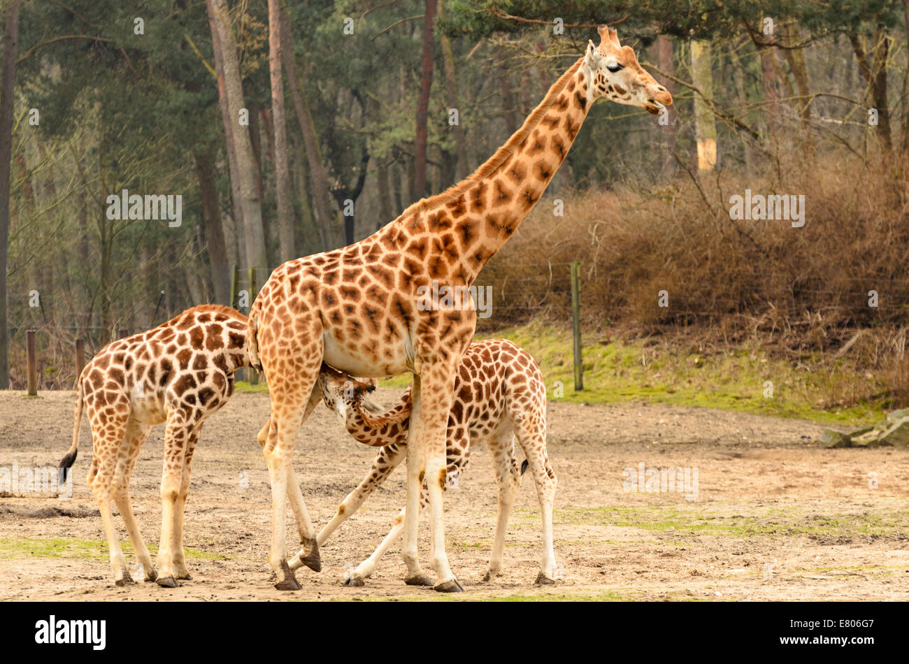 Two young giraffe at the zoo drinking from the mother giraffe. Stock Photo