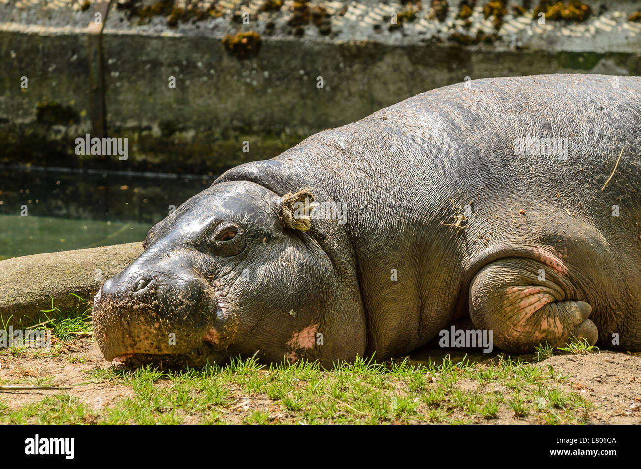 Hippo Lying Down on the Grass on a Hot Sunny Day. Stock Photo