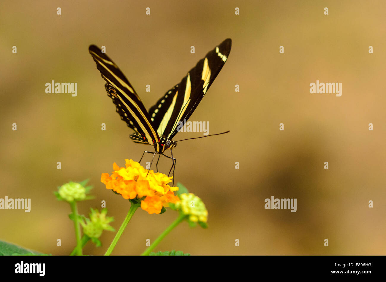 Yellow and black striped butterfly hires stock photography and images