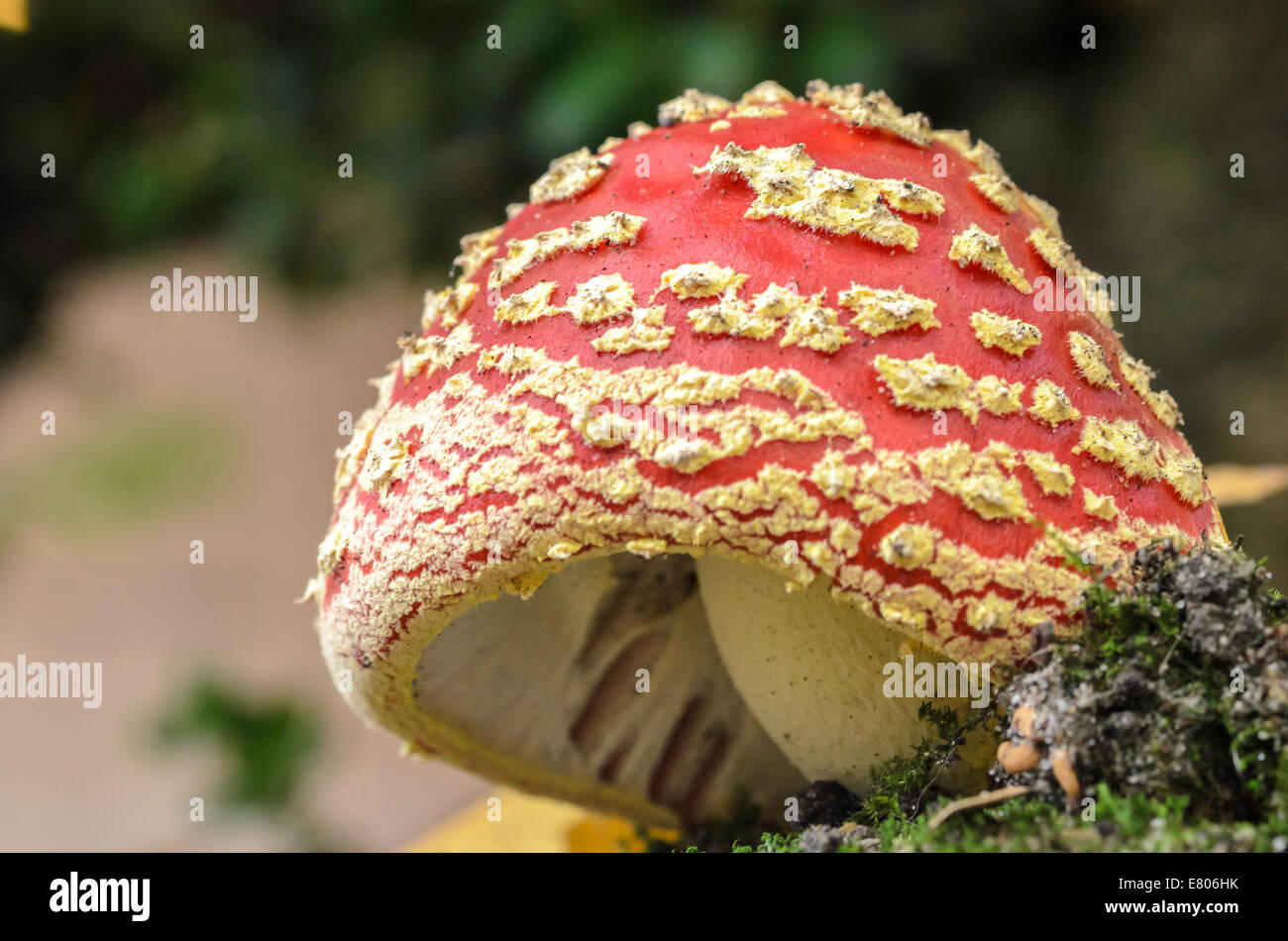 Often found in the forest areas in Holland. Apparantly a hallucinogetic mushroom Stock Photo