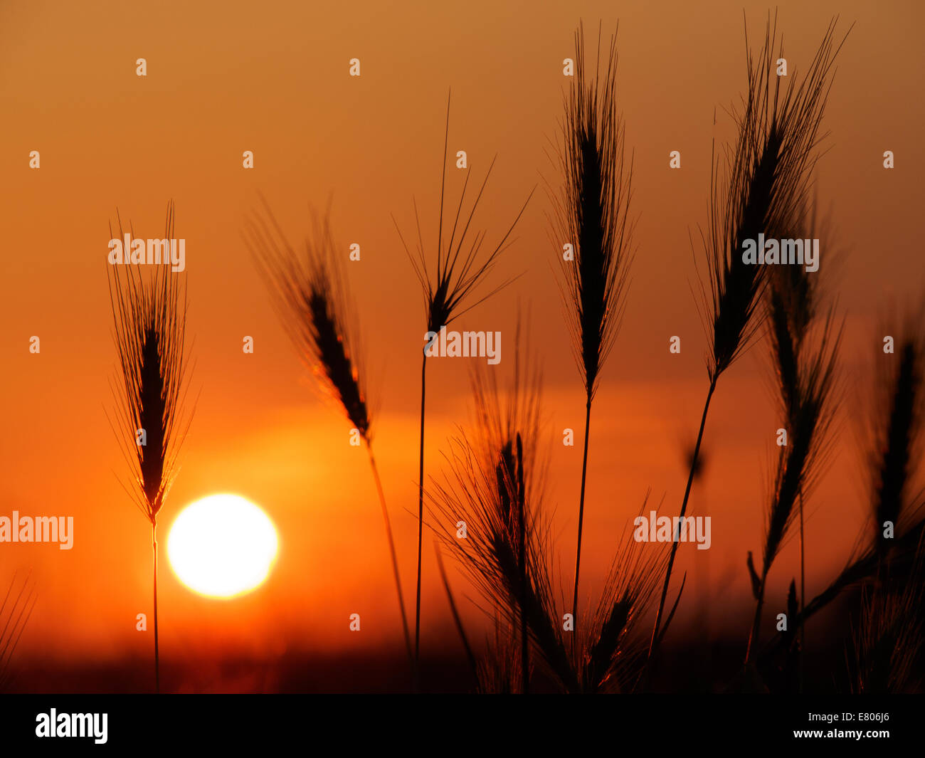 Silhouette sunset. with strands of grass Stock Photo