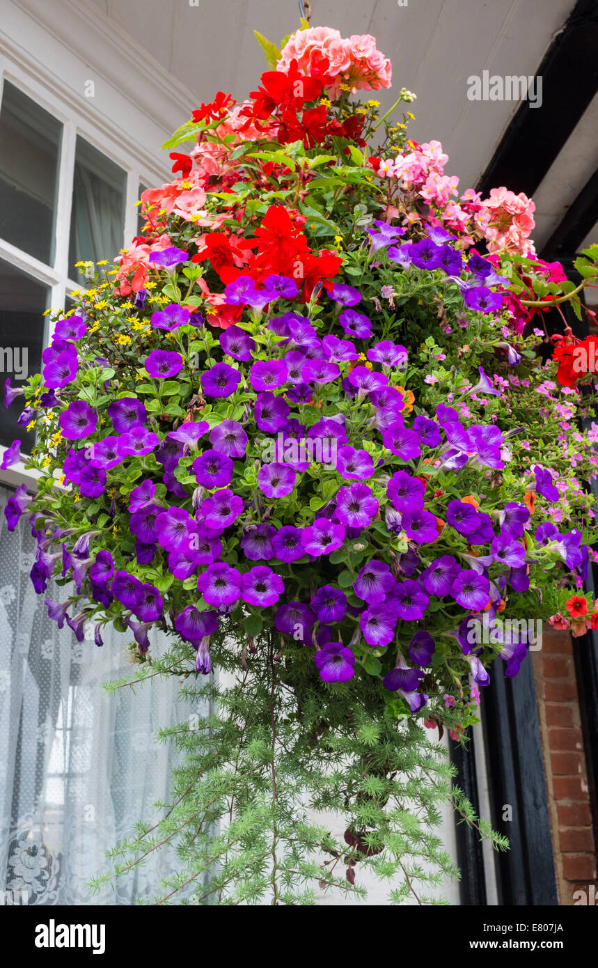 Sidmouth, Devon, England. A hanging basket of flowering pink and white petunias  and geraniums outside a sea front house. Stock Photo