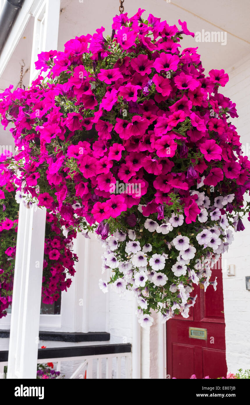 Sidmouth, Devon, England. A hanging basket of flowering pink and white petunias outside a sea front house in Sidmouth. Stock Photo