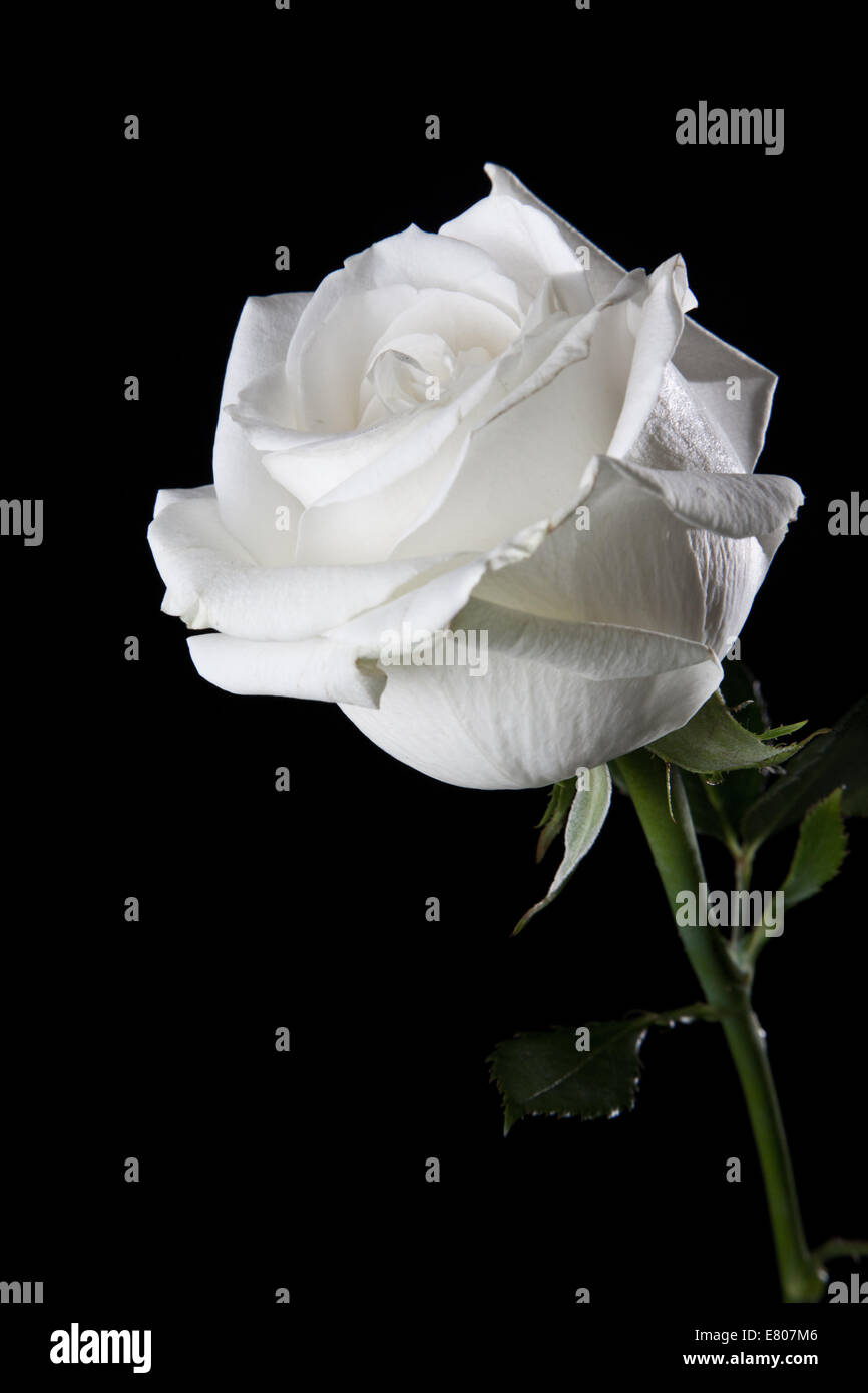 Close up of a white rose isolated in white background Stock Photo