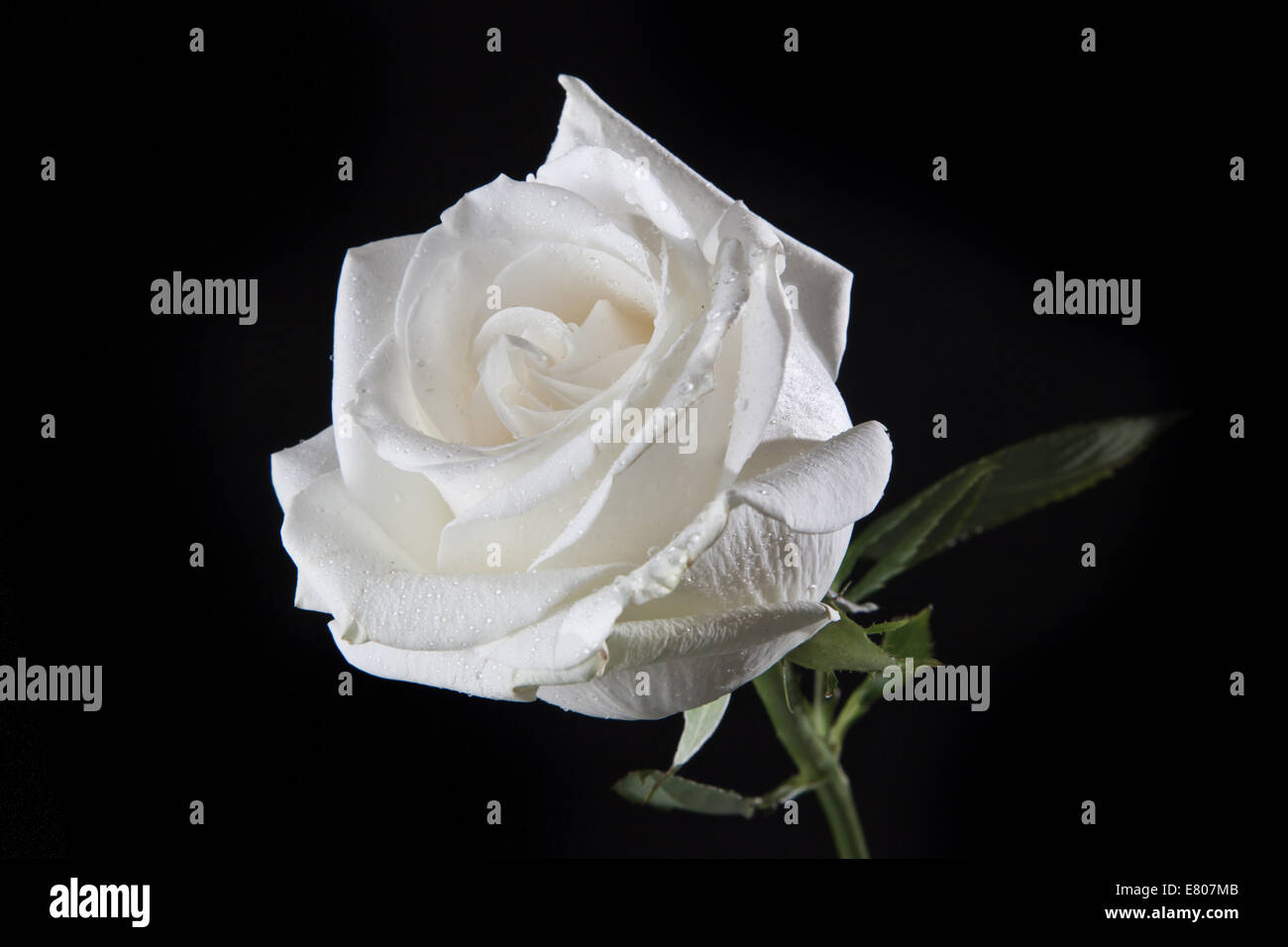 Close up of a white rose isolated in white background Stock Photo