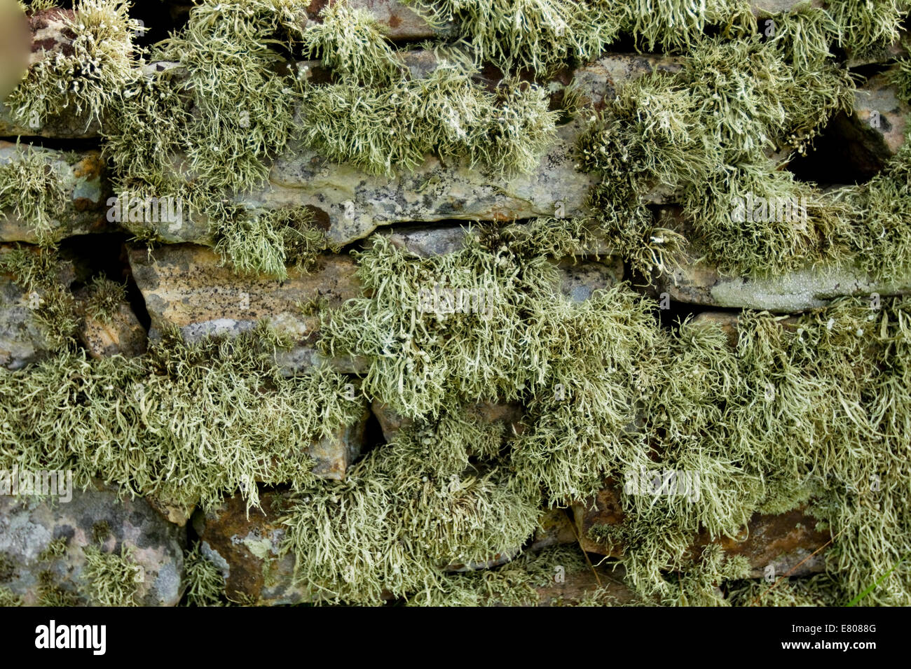 drystone wall covered in lichen Stock Photo