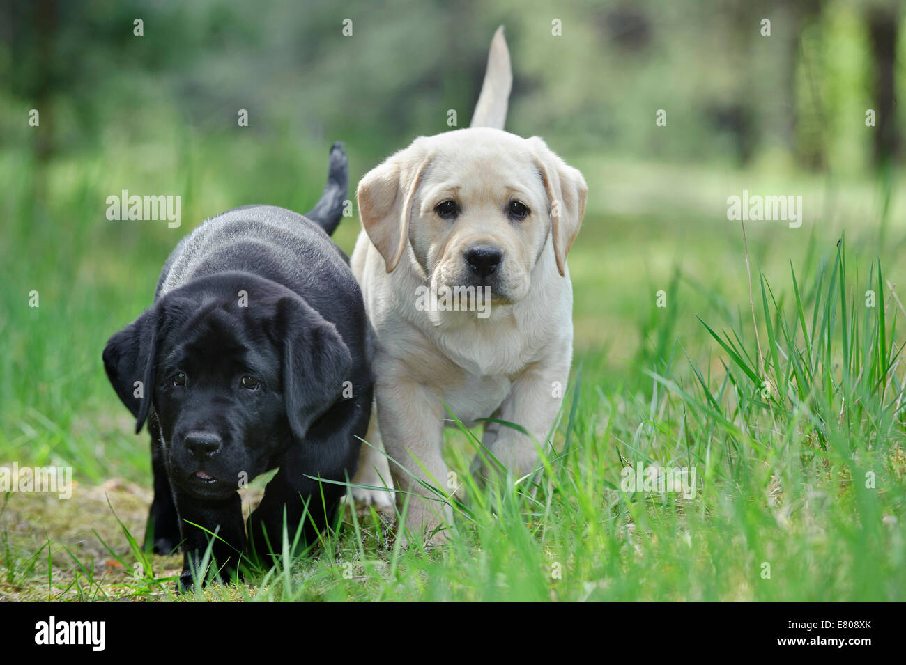 Yellow and black labrador retriever hi-res stock photography and images ...