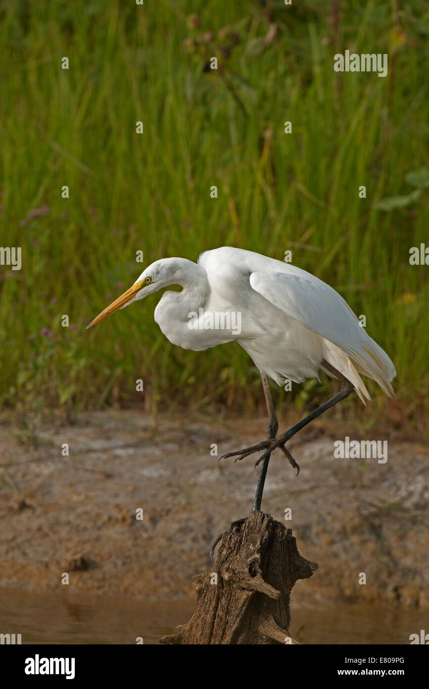 great egret (Ardea alba), Maryland Stock Photo