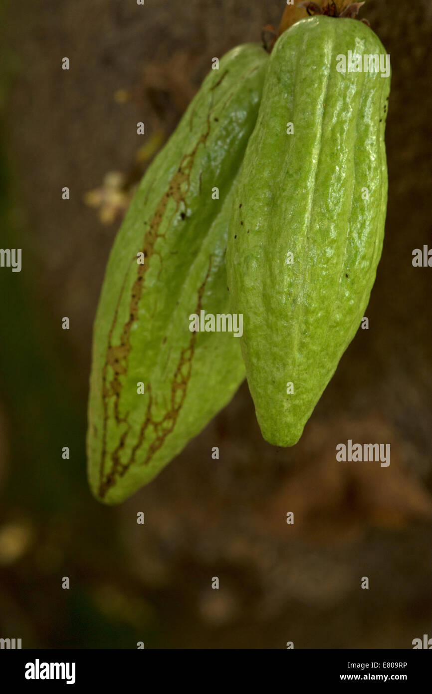 Cacao, Theobroma cacao, plant used to make chocolate, native to tropical regions of Central and South America, young fruits Stock Photo