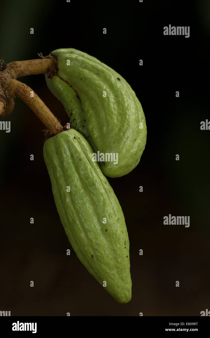Cacao, Theobroma cacao, plant used to make chocolate, native to tropical regions of Central and South America, young fruits Stock Photo