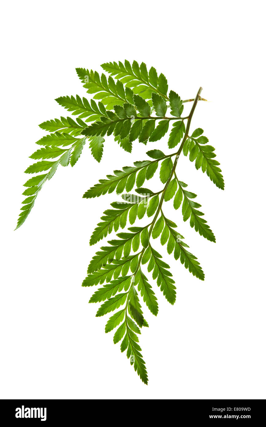 green leaf isolated on a white background Stock Photo