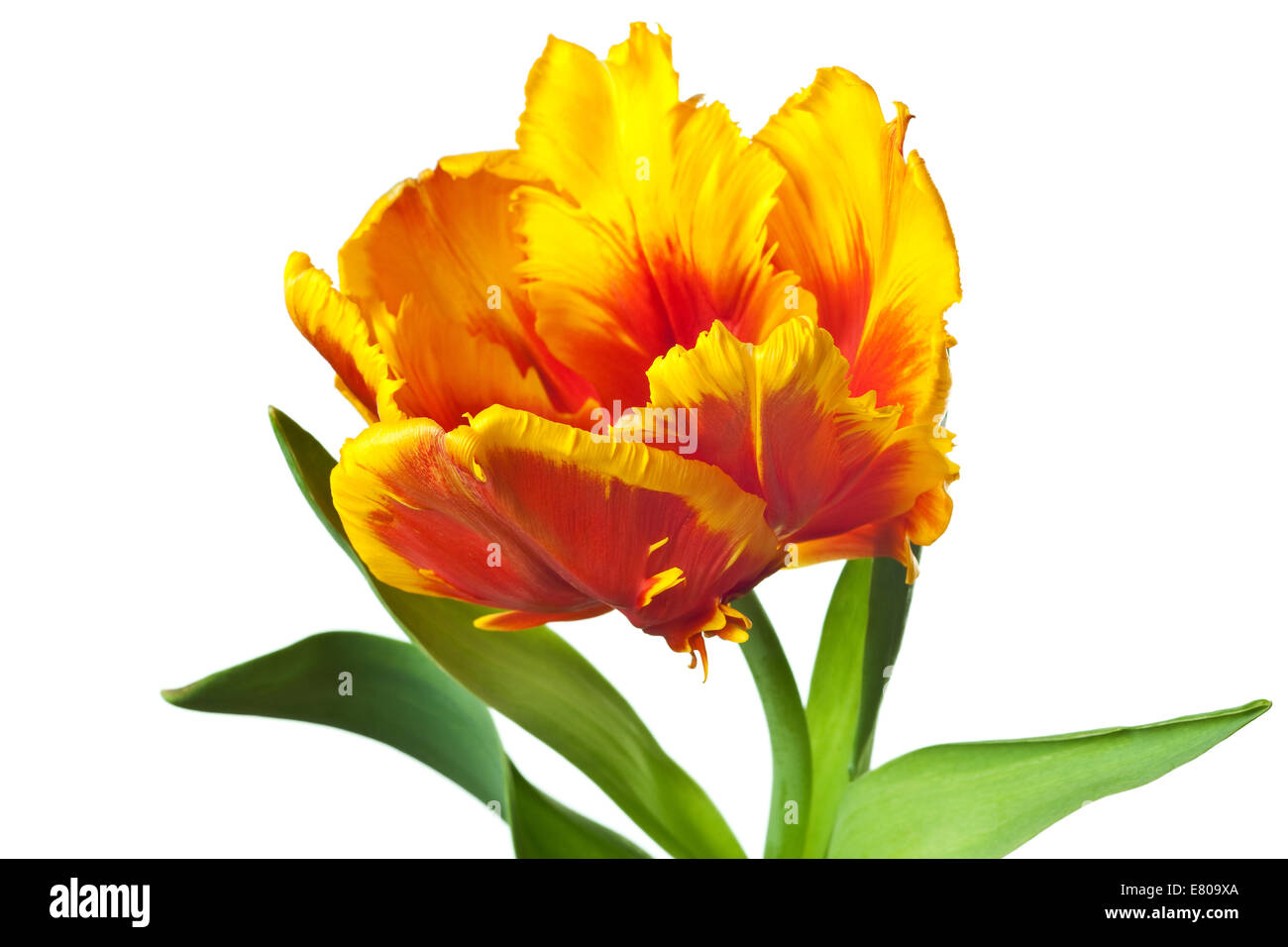 spring tulips flower isolated on white background Stock Photo - Alamy