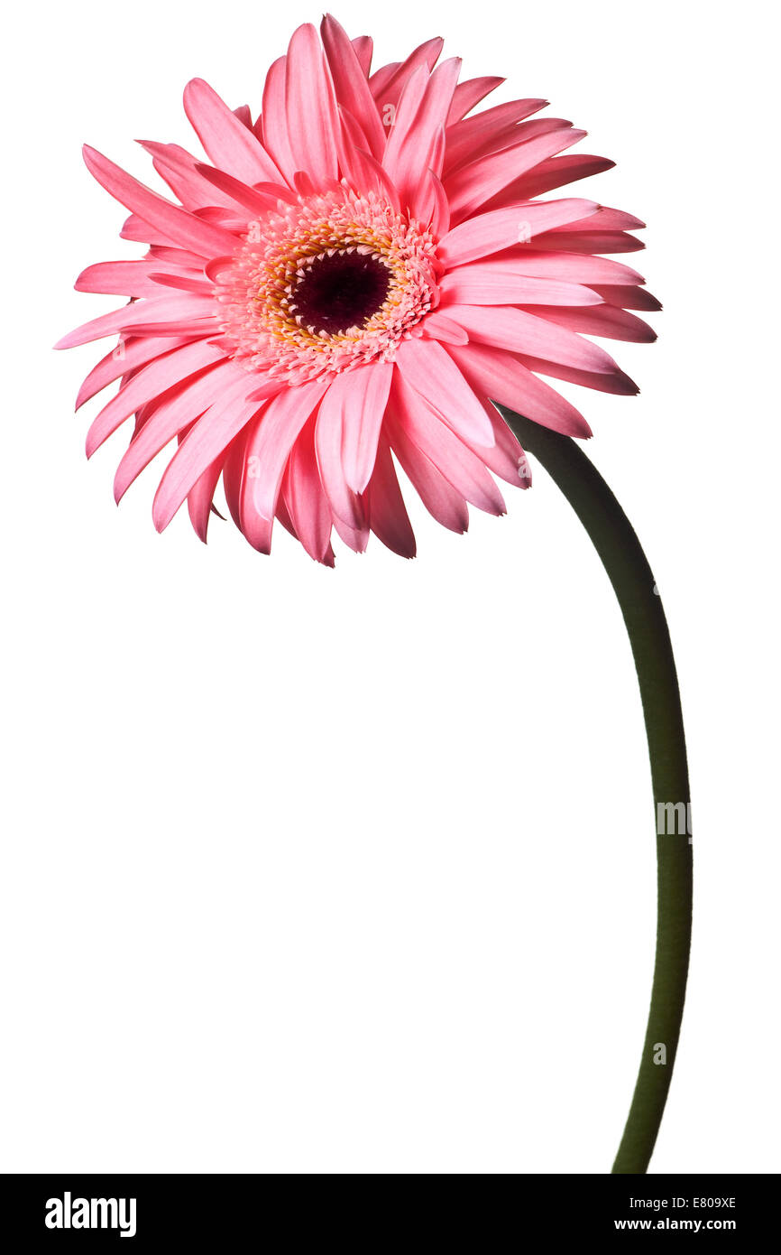 pink daisy isolated on a pure white background Stock Photo