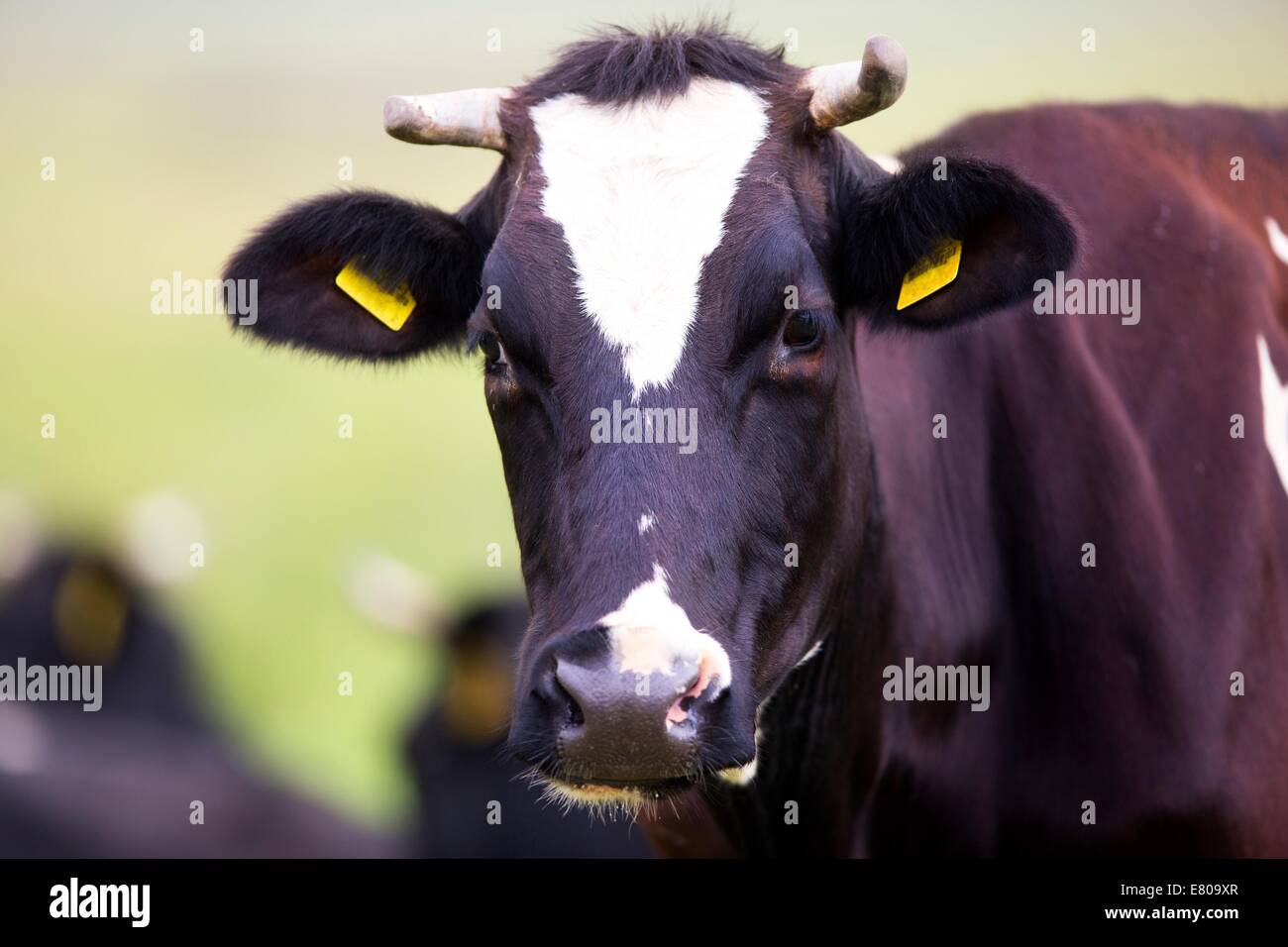 Cow on the farm, a portrait Stock Photo - Alamy