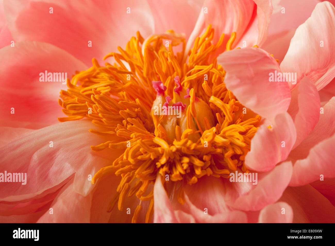 Peony Blossom background Stock Photo