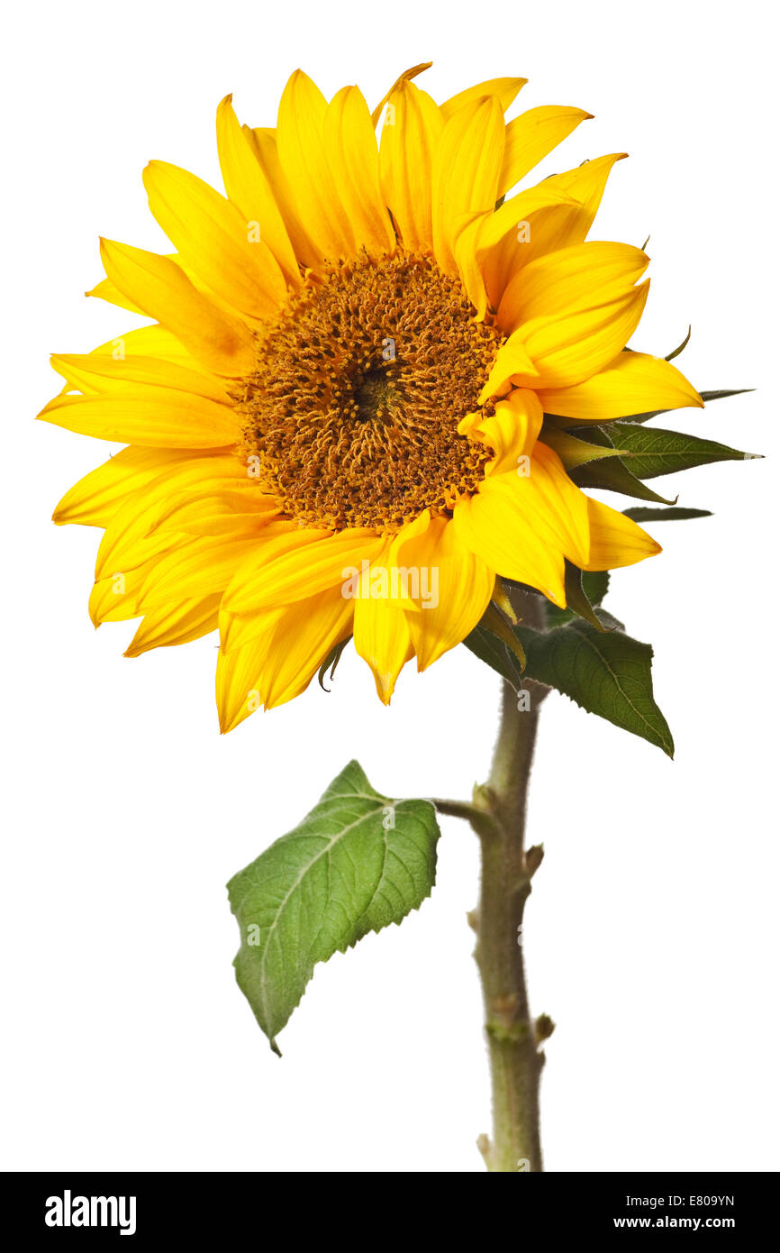 sunflower isolated on a pure white background Stock Photo - Alamy