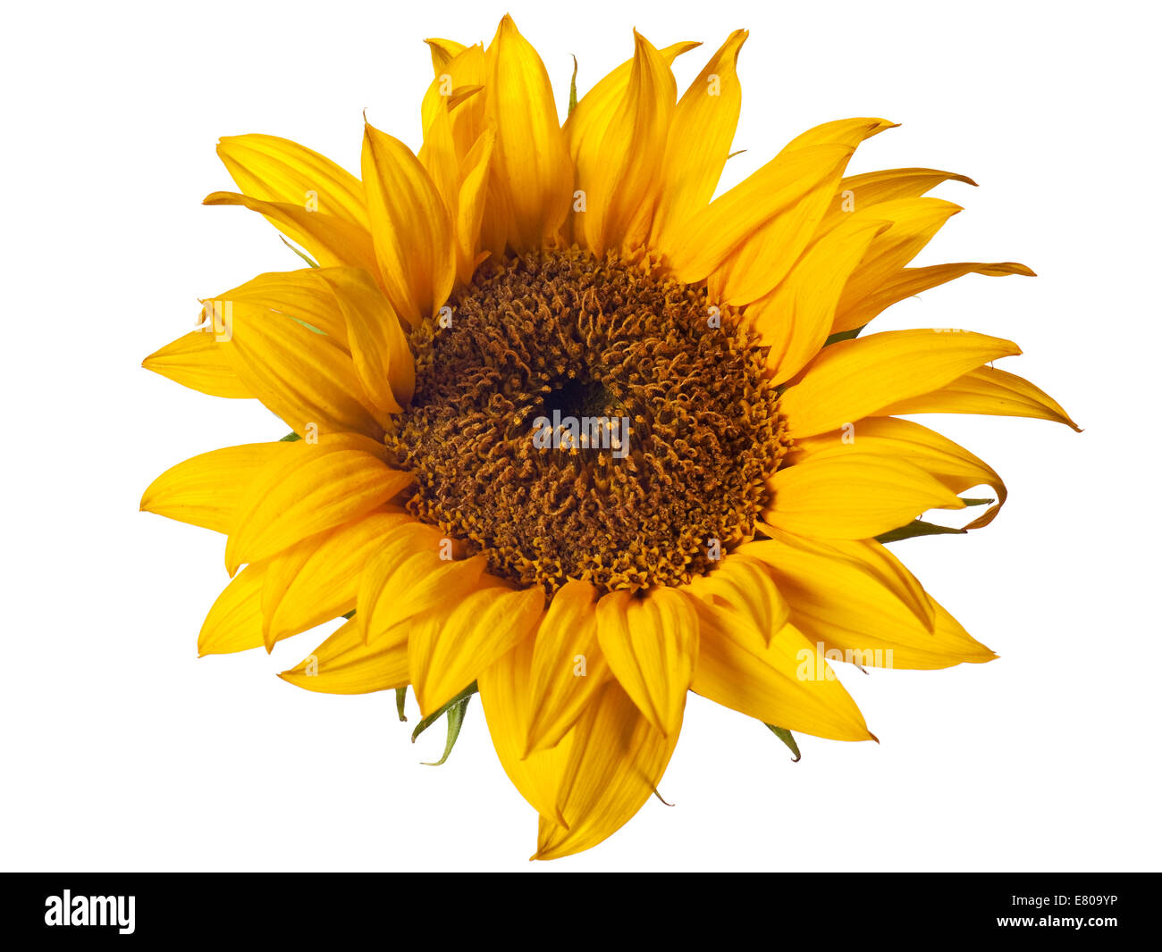 sunflower isolated on a pure white background Stock Photo - Alamy