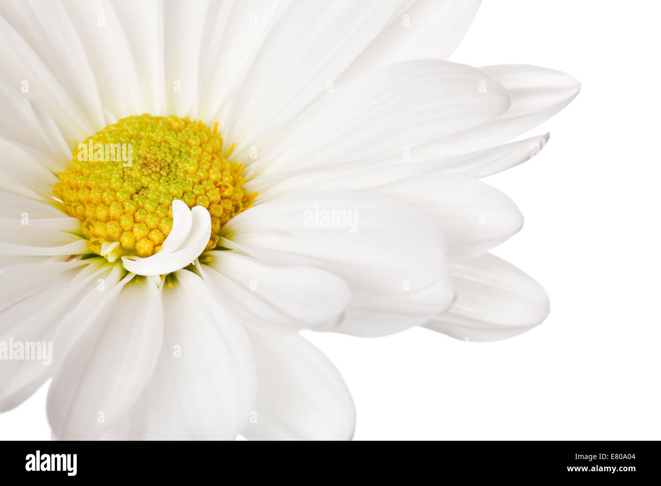 daisy isolated on a pure white background Stock Photo - Alamy