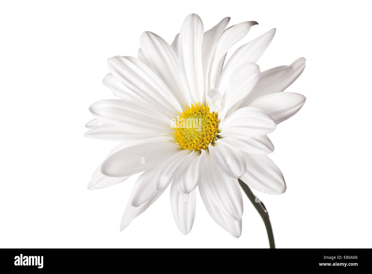 daisy isolated on a pure white background Stock Photo