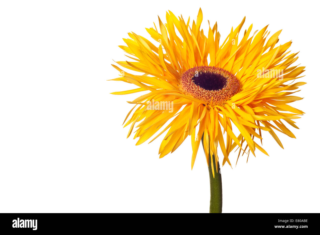 yellow daisy isolated on a white background Stock Photo
