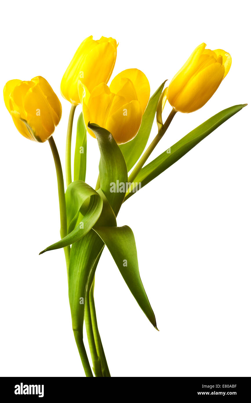 Yellow tulip isolated on a pure white background Stock Photo - Alamy