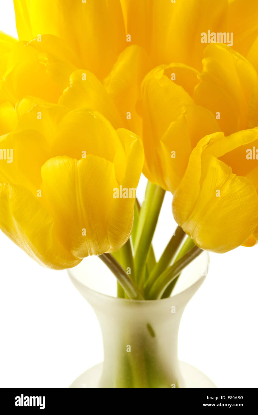 Spring Tulips Isolated on a Pure White Background Stock Photo - Alamy