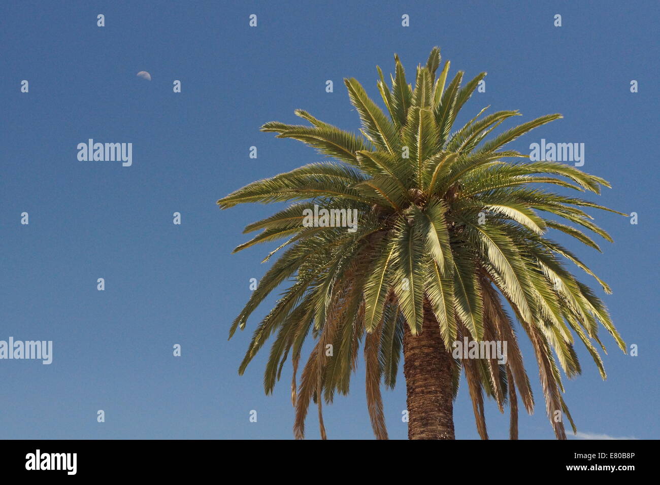 Palm tree with clear blue sky and moon Stock Photo - Alamy