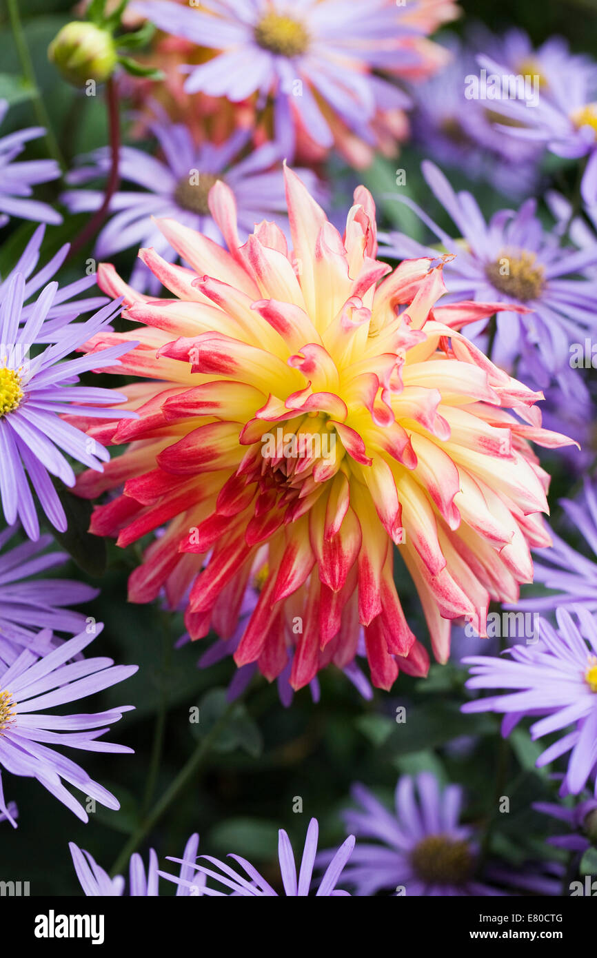 Pink and Yellow Dahlia amongst Asters. Stock Photo